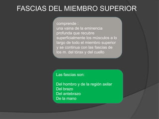 FASCIAS DEL MIEMBRO SUPERIOR
         comprende :
         una vaina de la eminencia
         profunda que recubre
         superficialmente los músculos a lo
         largo de todo el miembro superior
         y se continua con las fascias de
         los m. del tórax y del cuello




         Las fascias son:

         Del hombro y de la región axilar
         Del brazo
         Del antebrazo
         De la mano
 
