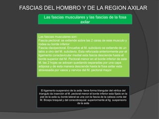 FASCIAS DEL HOMBRO Y DE LA REGION AXILAR
          Las fascias musculares y las fascias de la fosa
                              axilar


      Las fascias musculares son:
      Fascia pectoral: se extiende sobre las 2 caras de este musculo y
      rodea su borde inferior
      Fascia clavipectoral. Envuelve al M. subclavio se extiende de un
      labio a otro del M. subclavio. Esta reforzada anteriormente por el
      ligamento coraclavicular medial esta fascia desciende hasta el
      borde superior del M. Pectoral menor en el borde inferior de este
      M. las 2 hojas se adosan quedando separadas por una capa
      adiposa y de esta manera desciende hasta la fosa axilar esta
      atravesada por vasos y nervios del M. pectoral mayor




        El ligamento suspensivo de la axila: tiene forma triangular del vértice del
      triangulo da inserción al M. pectoral menor el borde inferior esta fijado en la
       piel de la axila su borde lateral se une con la fascia de la cabeza corta del
       M. Bíceps braquial y del coracobraquial superiormente al lig suspensorio
                                          de la axila
 