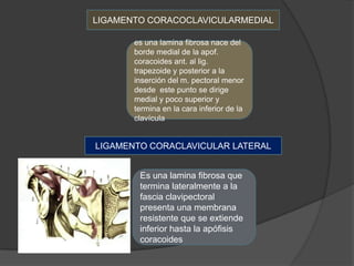 LIGAMENTO CORACOCLAVICULARMEDIAL

       es una lamina fibrosa nace del
       borde medial de la apof.
       coracoides ant. al lig.
       trapezoide y posterior a la
       inserción del m. pectoral menor
       desde este punto se dirige
       medial y poco superior y
       termina en la cara inferior de la
       clavícula


LIGAMENTO CORACLAVICULAR LATERAL


        Es una lamina fibrosa que
        termina lateralmente a la
        fascia clavipectoral
        presenta una membrana
        resistente que se extiende
        inferior hasta la apófisis
        coracoides
 