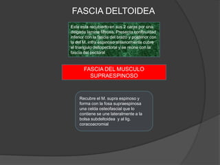 FASCIA DELTOIDEA
Este esta recubierto en sus 2 caras por una
delgada lamina fibrosa. Presenta continuidad
inferior con la fascia del brazo y posterior con
la del M. infra espinoso anteriormente cubre
el triangulo deltopectoral y se reúne con la
fascia del pectoral


       FASCIA DEL MUSCULO
         SUPRAESPINOSO



    Recubre el M. supra espinoso y
    forma con la fosa supraespinosa
    una celda osteofascial que lo
    contiene se une lateralmente a la
    bolsa subdeltoidea y al lig.
    coracoacromial
 