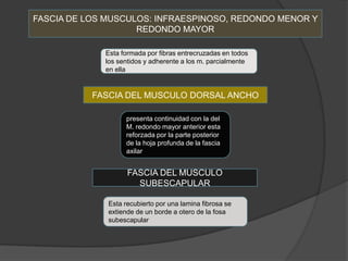 FASCIA DE LOS MUSCULOS: INFRAESPINOSO, REDONDO MENOR Y
                    REDONDO MAYOR

             Esta formada por fibras entrecruzadas en todos
             los sentidos y adherente a los m. parcialmente
             en ella


           FASCIA DEL MUSCULO DORSAL ANCHO

                   presenta continuidad con la del
                   M. redondo mayor anterior esta
                   reforzada por la parte posterior
                   de la hoja profunda de la fascia
                   axilar


                    FASCIA DEL MUSCULO
                      SUBESCAPULAR

              Esta recubierto por una lamina fibrosa se
              extiende de un borde a otero de la fosa
              subescapular
 