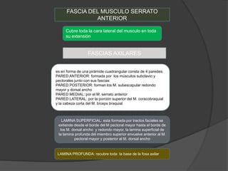 FASCIA DEL MUSCULO SERRATO
               ANTERIOR

     Cubre toda la cara lateral del musculo en toda
     su extensión


                  FASCIAS AXILARES


es en forma de una pirámide cuadrangular consta de 4 paredes:
PARED ANTERIOR: formada por los músculos subclavio y
pectorales junto con sus fascias
PARED POSTERIOR: forman los M. subescapular redondo
mayor y dorsal ancho
PARED MEDIAL: por el M. serrato anterior
PARED LATERAL: por la porción superior del M. coracobraquial
y la cabeza corta del M. bíceps braquial



   LAMINA SUPERFICIAL: esta formada por tractos faciales se
 extiende desde el borde del M pectoral mayor hasta el borde de
  los M. dorsal ancho y redondo mayor, la lamina superficial de
 la lamina profunda del miembro superior envuelve anterior al M.
          pectoral mayor y posterior al M. dorsal ancho


 LAMINA PROFUNDA: recubre toda la base de la fosa axilar
 