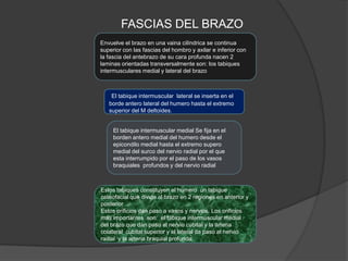 FASCIAS DEL BRAZO
Envuelve el brazo en una vaina cilíndrica se continua
superior con las fascias del hombro y axilar e inferior con
la fascia del antebrazo de su cara profunda nacen 2
laminas orientadas transversalmente son: los tabiques
intermusculares medial y lateral del brazo



    El tabique intermuscular lateral se inserta en el
   borde antero lateral del humero hasta el extremo
   superior del M deltoides.


     El tabique intermuscular medial Se fija en el
     borden antero medial del humero desde el
     epicondilo medial hasta el extremo supero
     medial del surco del nervio radial por el que
     esta interrumpido por el paso de los vasos
     braquiales profundos y del nervio radial



Estos tabiques constituyen al humero un tabique
osteofacial que divide al brazo en 2 regiones en anterior y
posterior
Estos orificios dan paso a vasos y nervios. Los orificios
mas importantes son: el tabique intermuscular medial
del brazo que dan paso al nervio cubital y la arteria
colateral cubital superior y el lateral da paso al nervio
radial y la arteria braquial profunda
 