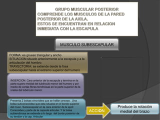 MUSCULO SUBESCAPULAR

FORMA: es grueso triangular y ancho
SITUACION:situado anteriormente a la escapula y a la
articulación del hombro
TRAYECTORIA: se extiende desde la fosa
subescapular hasta el extremo superior del humero


INSERCION: Cara anterior de la escapula y termina en la
parte supero medial del tubérculo menor del humero y por
medio de cortas fibras tendinosas en la parte superior de la
cresta del tubérculo menor.


Presenta 2 bolsas sinoviales que se hallan anexas . Una
bolsa subcoracoidea que esta situada en el borde superior
del musc. Subescapular en la cara anterior de la apof.                  Produce la rotación
Coracoides y parte de la capsula articular. Y la bolsa         ACCION
subtendinosa se extiende a lo largo del borde posterior de
                                                                         medial del brazo
su tendón y la cap. Articular
 