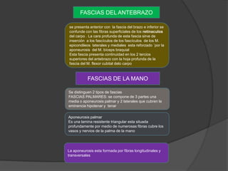 FASCIAS DEL ANTEBRAZO

se presenta anterior con la fascia del brazo e inferior se
confunde con las fibras superficiales de los retínaculos
del carpo . La cara profunda de esta fascia sirve de
inserción a los fascículos de los fascículos de los M.
epicondileos laterales y mediales esta reforzado ´por la
aponeurosis del M. bíceps braquial
Esta fascia presenta continuidad en los 2 tercios
superiores del antebrazo con la hoja profunda de la
fascia del M. flexor cubital delo carpo



           FASCIAS DE LA MANO

Se distinguen 2 tipos de fascias
FASCIAS PALMARES: se compone de 3 partes una
media o aponeurosis palmar y 2 laterales que cubren la
eminencia hipotenar y tenar

Aponeurosis palmar
Es una lamina resistente triangular esta situada
profundamente por medio de numerosas fibras cubre los
vasos y nervios de la palma de la mano




La aponeurosis esta formada por fibras longitudinales y
transversales
 