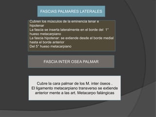 FASCIAS PALMARES LATERALES

Cubren los músculos de la eminencia tenar e
hipotenar
La fascia se inserta lateralmente en el borde del 1°
hueso metacarpiano
La fascia hipotenar: se extiende desde el borde medial
hasta el borde anterior
Del 5° hueso metacarpiano



         FASCIA INTER OSEA PALMAR




     Cubre la cara palmar de los M. inter óseos .
 El ligamento metacarpiano transverso se extiende
   anterior mente a las art. Metacarpo falángicas
 