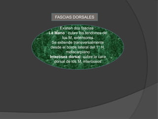 FASCIAS DORSALES

       Existen dos fascias :
La Mano : cubre los tendones de
        los M. extensores
  Se extiende transversalmente
  desde el borde lateral del 1° H.
           metacarpiano
 Interósea dorsal: cubre la cara
    dorsal de los M. interóseos
 