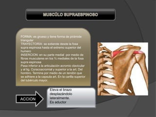 FORMA: es grueso y tiene forma de pirámide
triangular
TRAYECTORIA: se extiende desde la fosa
supra espinosa hasta el extremo superior del
humero
INSERCION: en su parte medial por medio de
fibras musculares en los ¾ mediales de la fosa
supra espinosa
Pasa inferior a la articulación acromio clavicular
y al lig. Coracoacromial y superior a la art. Del
hombro. Termina por medio de un tendón que
se adhiere a la capsula art. En la carilla superior
del tubérculo mayor.


                      Eleva el brazo
                      desplazándolo
ACCION                lateralmente.
                      Es aductor
 