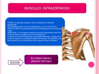 MUSCULO INFRAESPINOSO



FORMA: es aplanado triangular ancho medialmente y estrecho
lateralmente
SITUACION:posterior a la fosa infraespinosa y a la art. Del hombro
TRAYECTORIA. Se extiende desde la fosa infraespinosa hasta el tubérculo
mayor
INSERCION: En el troquiter, detrás del músculo supraespinoso nace por
medio de fibras musculares de la fosa infraespinosa
se origina en la fosa infraespinosa, ocupándola totalmente, y desde ahí su
tendón se dirige a la cara postero-externa del troquiter. Es superficial, pero
está cubierto por una fuerte fascia que lo aplasta contra el omoplato.




                                 Es rotador lateral y
                                 abductor del brazo
   ACCION
 