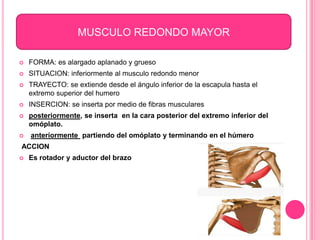 MUSCULO REDONDO MAYOR

   FORMA: es alargado aplanado y grueso
   SITUACION: inferiormente al musculo redondo menor
   TRAYECTO: se extiende desde el ángulo inferior de la escapula hasta el
    extremo superior del humero
   INSERCION: se inserta por medio de fibras musculares
   posteriormente, se inserta en la cara posterior del extremo inferior del
    omóplato.
   anteriormente partiendo del omóplato y terminando en el húmero
ACCION
   Es rotador y aductor del brazo
 
