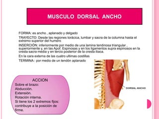 MUSCULO DORSAL ANCHO

  FORMA: es ancho , aplanado y delgado
  TRAYECTO: Desde las regiones torácica, lumbar y sacra de la columna hasta el
  extremo superior del humero
  INSERCIÓN: inferiormente por medio de una lamina tendinosa triangular ,
  superiormente y, en las Apof. Espinosas y en los ligamentos supra espinosos en la
  cresta sacra media y en tercio posterior de la cresta iliaca.
  En la cara externa de las cuatro ultimas costillas
  TERMINA : por medio de un tendón aplanado




           ACCION
Sobre el brazo:
Abducción.
Extensión.
Rotación interna.
Si tiene los 2 extremos fijos:
contribuye a la posición de
firme.
 