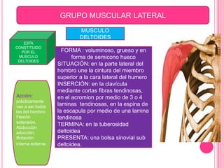 GRUPO MUSCULAR LATERAL
                           MUSCULO
                           DELTOIDES
   ESTA
CONSTITUIDO
  POR EL             FORMA : voluminoso, grueso y en
 MUSCULO                 forma de semicono hueco
 DELTOIDES
                   SITUACIÓN: en la parte lateral del
                   hombro une la cintura del miembro
                   superior a la cara lateral del humero
                   INSERCIÓN: en la clavícula
                   mediante cortas fibras tendinosas,
Acción:            en el acromion por medio de 3 o 4
prácticamente
van a ser todas    laminas tendinosas, en la espina de
las del hombro:    la escapula por medio de una lamina
Flexión            tendinosa
extensión.
                   TERMINA: en la tuberosidad
Abducción
aducción.          deltoidea
Rotación           PRESENTA: una bolsa sinovial sub
interna externa.   deltoidea.
 