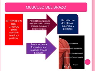 MUSCULO DEL BRAZO


SE DIVIDE EN    Anterior: comprende      Se hallan en
    DOS         tres músculos bíceps     dos planos :
  GRUPOS          braquial, braquial y   superficial y
   :grupo          coracobraquial .       profundo
  muscular
  anterior y
  posterior

                 Posterior : esta
                 formado por el
                 musculo tríceps
                    braquial.
 