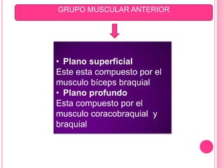 GRUPO MUSCULAR ANTERIOR




• Plano superficial
Este esta compuesto por el
musculo bíceps braquial
• Plano profundo
Esta compuesto por el
musculo coracobraquial y
braquial
 