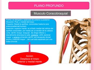 PLANO PROFUNDO
                                PLANO PROFUNDO

                                  Musculo Coracobraquial
Forma: es alargado y aplanado de anterior a posterior
Situación: Post. y medial del brazo
Trayecto: Desde la apófisis coronoides hasta la cara
anteromedial del humero
Inserción: superior mente en el lado medial del vértice del
apófisis coracoides por medio de un tendón de la cabeza
corta del M. bíceps braquial . Se dirige inferior y
lateralmente atraviesa la axila posterior al M. pectoral
mayor y anterior al tendón del M. sub escapular dorsal
ancho y redondo mayor , del cual esta separado por una
bolsa sinovial .




                       Acción
                Desplaza el brazo
              anterior y medial mente
 