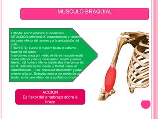 MUSCULO BRAQUIAL


FORMA: ancho aplanado y voluminoso
SITUACIÓN: inferior al M. coracobraquial y anterior
ala parte inferior del humero y a la articulación del
codo
TRAYECTO: Desde el humero hasta el extremo
superior del cubito
Inserciones: nace por medio de fibras musculares del
borde anterior y de las caras antero medial y antero
lateral, del humero inferior mente alas inserciones de
los M. deltoides lateral mente y Medial mente al
coracobraquial . Los fascículos descienden y pasa
anterior al la art. Del codo termina por medio de un
tendón en la cara inferior de la apófisis coronoides.



                    ACCION
        Es flexor del antebrazo sobre el
                      brazo
 
