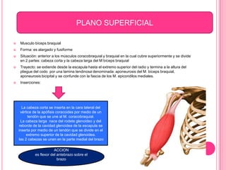 PLANO SUPERFICIAL

    Musculo bíceps braquial
    Forma: es alargado y fusiforme
    Situación: anterior a los músculos coracobraquial y braquial en la cual cubre superiormente y se divide
     en 2 partes: cabeza corta y la cabeza larga del M bíceps braquial
    Trayecto: se extiende desde la escapula hasta el extremo superior del radio y termina a la altura del
     pliegue del codo por una lamina tendinosa denominada: aponeurosis del M. bíceps braquial,
     aponeurosis bicipital y se confunde con la fascia de los M. epicondilos mediales.
    Inserciones:




      La cabeza corta se inserta en la cara lateral del
     vértice de la apófisis coracoides por medio de un
          tendón que se une al M. coracobraquial.
     La cabeza larga nace del rodete glenoideo y del
    reborde de la cavidad glenoidea de la escapula se
    inserta por medio de un tendón que se divide en el
         extremo superior de la cavidad glenoidea.
    las 2 cabezas se unen en la parte medial del brazo

                         ACCION
             es flexor del antebrazo sobre el
                           brazo
 