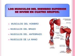    MUSCULOS DEL HOMBRO

   MUSCULOS DEL BRAZO

   MUSCULOS DEL ANTEBRAZO

   MUSCULOS DE LA MANO
 
