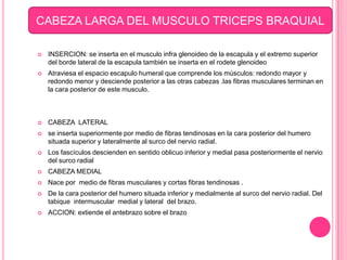 CABEZA LARGA DEL MUSCULO TRICEPS BRAQUIAL

   INSERCION: se inserta en el musculo infra glenoideo de la escapula y el extremo superior
    del borde lateral de la escapula también se inserta en el rodete glenoideo
   Atraviesa el espacio escapulo humeral que comprende los músculos: redondo mayor y
    redondo menor y desciende posterior a las otras cabezas .las fibras musculares terminan en
    la cara posterior de este musculo.



   CABEZA LATERAL
   se inserta superiormente por medio de fibras tendinosas en la cara posterior del humero
    situada superior y lateralmente al surco del nervio radial.
   Los fascículos descienden en sentido oblicuo inferior y medial pasa posteriormente el nervio
    del surco radial
   CABEZA MEDIAL
   Nace por medio de fibras musculares y cortas fibras tendinosas .
   De la cara posterior del humero situada inferior y medialmente al surco del nervio radial. Del
    tabique intermuscular medial y lateral del brazo.
   ACCION: extiende el antebrazo sobre el brazo
 