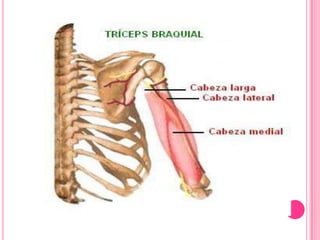 Músculos de miembro superior