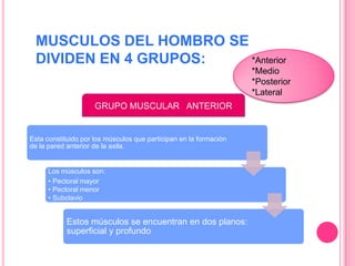 MUSCULOS DEL HOMBRO SE
 DIVIDEN EN 4 GRUPOS:   *Anterior
                                                                   *Medio
                                                                   *Posterior
                                                                   *Lateral
                     GRUPO MUSCULAR ANTERIOR


Esta constituido por los músculos que participan en la formación
de la pared anterior de la axila.


      Los músculos son:
      • Pectoral mayor
      • Pectoral menor
      • Subclavio


            Estos músculos se encuentran en dos planos:
            superficial y profundo
 