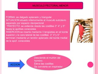 MUSCULO PECTORAL MENOR



FORMA: es delgado aplanado y triangular
SITUACION:situado inferiormente al musculo subclavio
separado por espacio clavipectoral
 TRAYECTO: se extiende desde las costillas 3° 4° y 5°
hasta la apófisis coracoides
INSERCION:se inserta mediante 3 lengüetas en el borde
superior y la cara lateral de las costillas 3° 4°y 5°
terminan mediante un tendón aplanado del borde medial
de la apof. coracoides




                        Desciende el muñón del
                        hombro
   ACCION               Eleva las costillas
                        Se convierte en inspirador
 