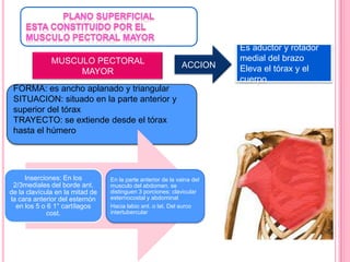 Es aductor y rotador
              MUSCULO PECTORAL                                          medial del brazo
                                                             ACCION     Eleva el tórax y el
                   MAYOR
                                                                        cuerpo
 FORMA: es ancho aplanado y triangular
 SITUACION: situado en la parte anterior y
 superior del tórax
 TRAYECTO: se extiende desde el tórax
 hasta el húmero




     Inserciones: En los         En la parte anterior de la vaina del
 2/3mediales del borde ant.      musculo del abdomen. se
de la clavícula en la mitad de   distinguen 3 porciones: clavicular
la cara anterior del esternón    esternocostal y abdominal
  en los 5 o 6 1° cartílagos     Hacia labio ant. o lat. Del surco
             cost.               intertubercular
 