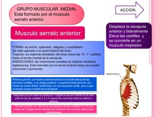 GRUPO MUSCULAR MEDIAL                                                           ACCION
 Esta formado por el musculo
 serrato anterior.
                                                                            Desplaza la escapula
                                                                            anterior y lateralmente
  Musculo serrato anterior                                                  Eleva las costillas y
                                                                            se convierte en un
FORMA: es ancho, aplanado, delgado y cuadrilátero
                                                                            musculo inspirador
Se halla aplicado a la pared lateral del tórax
Trayecto: se extiende alrededor del tórax sobre las 10 1° costillas
hasta el borde medial de la escapula.
INSERCIONES: las inserciones costales se realizan mediante
digitaciones. Esta inervado por el nervio torácico largo se pueden
reconocer 3 porciones.


Primera porción.-se inserta anteriormente en el borde lateral de las
primeras costillas y se dirige posterior y superiormente termina por
medio de cortas fibras tendinosas en una pequeña carilla que ocupa
el ángulo supero medial de la escapula

Segunda porcion:esta formada por 3 digitaciones se inserta en la cara
 externa de las costillas 2 3 y 4 siguiendo una línea oblicua inferior y
                                 anterior
  Tercera porción: se fija en la cara externa de las costillas 5 a 10 por
 medio de 6 digitaciones distintas de inserción del musculo oblicuo ext.
                               del abdomen
 