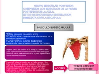 MUSCULO SUBESCAPULAR

FORMA: es grueso triangular y ancho
SITUACION:situado anteriormente a la escapula y a la
articulación del hombro
TRAYECTORIA: se extiende desde la fosa
subescapular hasta el extremo superior del humero


INSERCION: Cara anterior de la escapula y termina en la
parte supero medial del tubérculo menor del humero y por
medio de cortas fibras tendinosas en la parte superior de la
cresta del tubérculo menor.


Presenta 2 bolsas sinoviales que se hallan anexas . Una
bolsa subcoracoidea que esta situada en el borde superior
del musc. Subescapular en la cara anterior de la apof.                  Produce la rotación
Coracoides y parte de la capsula articular. Y la bolsa         ACCION
subtendinosa se extiende a lo largo del borde posterior de
                                                                         medial del brazo
su tendón y la cap. Articular
 