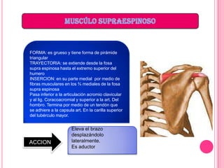 FORMA: es grueso y tiene forma de pirámide
triangular
TRAYECTORIA: se extiende desde la fosa
supra espinosa hasta el extremo superior del
humero
INSERCION: en su parte medial por medio de
fibras musculares en los ¾ mediales de la fosa
supra espinosa
Pasa inferior a la articulación acromio clavicular
y al lig. Coracoacromial y superior a la art. Del
hombro. Termina por medio de un tendón que
se adhiere a la capsula art. En la carilla superior
del tubérculo mayor.


                      Eleva el brazo
                      desplazándolo
ACCION                lateralmente.
                      Es aductor
 