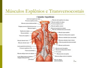 Músculos Esplênios e Transversocostais
 
