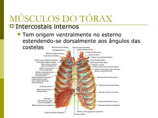 MÚSCULOS DO TÓRAX
   Intercostais internos
       Tem origem ventralmente no esterno
        estendendo-se dorsalmente aos ângulos das
        costelas
 