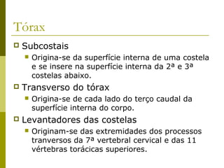 Tórax
   Subcostais
       Origina-se da superfície interna de uma costela
        e se insere na superfície interna da 2ª e 3ª
        costelas abaixo.
   Transverso do tórax
       Origina-se de cada lado do terço caudal da
        superfície interna do corpo.
   Levantadores das costelas
       Originam-se das extremidades dos processos
        tranversos da 7ª vertebral cervical e das 11
        vértebras torácicas superiores.
 