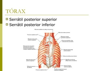 TÓRAX
 Serrátil posterior superior
 Serrátil posterior inferior
 