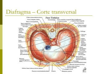 Diafragma – Corte transversal
 