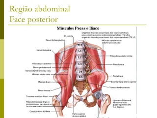 Região abdominal
Face posterior
 