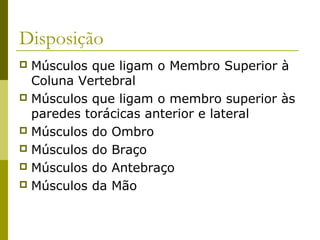 Disposição
 Músculos que ligam o Membro Superior à
  Coluna Vertebral
 Músculos que ligam o membro superior às
  paredes torácicas anterior e lateral
 Músculos do Ombro
 Músculos do Braço
 Músculos do Antebraço
 Músculos da Mão
 