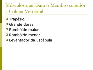 Músculos que ligam o Membro superior
à Coluna Vertebral
 Trapézio
 Grande dorsal
 Rombóide maior
 Rombóide menor
 Levantador da Escápula
 