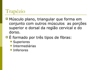 Trapézio
 Músculo plano, triangular que forma em
  conjunto com outros músculos as porções
  superior e dorsal da região cervical e do
  dorso.
 È formado por três tipos de fibras:
       Superiores
       Intermediárias
       Inferiores
 