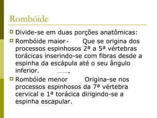 Rombóide
 Divide-se em duas porções anatômicas:
 Rombóide maior         Que se origina dos
  processos espinhosos 2ª a 5ª vértebras
  torácicas inserindo-se com fibras desde a
  espinha da escápula até o seu ângulo
  inferior.
 Rombóide menor          Origina-se nos
  processos espinhosos da 7ª vértebra
  cervical e 1ª torácica dirigindo-se a
  espinha escapular.
 