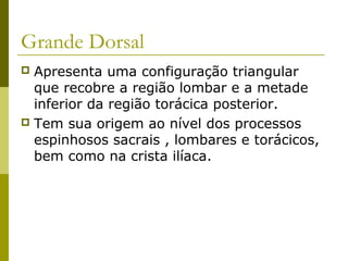 Grande Dorsal
 Apresenta uma configuração triangular
  que recobre a região lombar e a metade
  inferior da região torácica posterior.
 Tem sua origem ao nível dos processos
  espinhosos sacrais , lombares e torácicos,
  bem como na crista ilíaca.
 