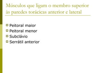 Músculos que ligam o membro superior
às paredes torácicas anterior e lateral

 Peitoral maior
 Peitoral menor
 Subclávio
 Serrátil anterior
 