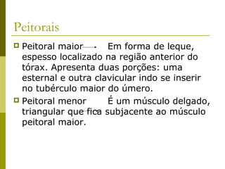 Peitorais
 Peitoral maior       Em forma de leque,
  espesso localizado na região anterior do
  tórax. Apresenta duas porções: uma
  esternal e outra clavicular indo se inserir
  no tubérculo maior do úmero.
 Peitoral menor       É um músculo delgado,
  triangular que fica subjacente ao músculo
  peitoral maior.
 
