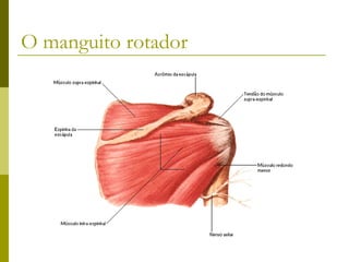 O manguito rotador
 