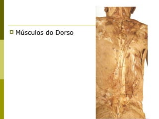    Músculos do Dorso
 