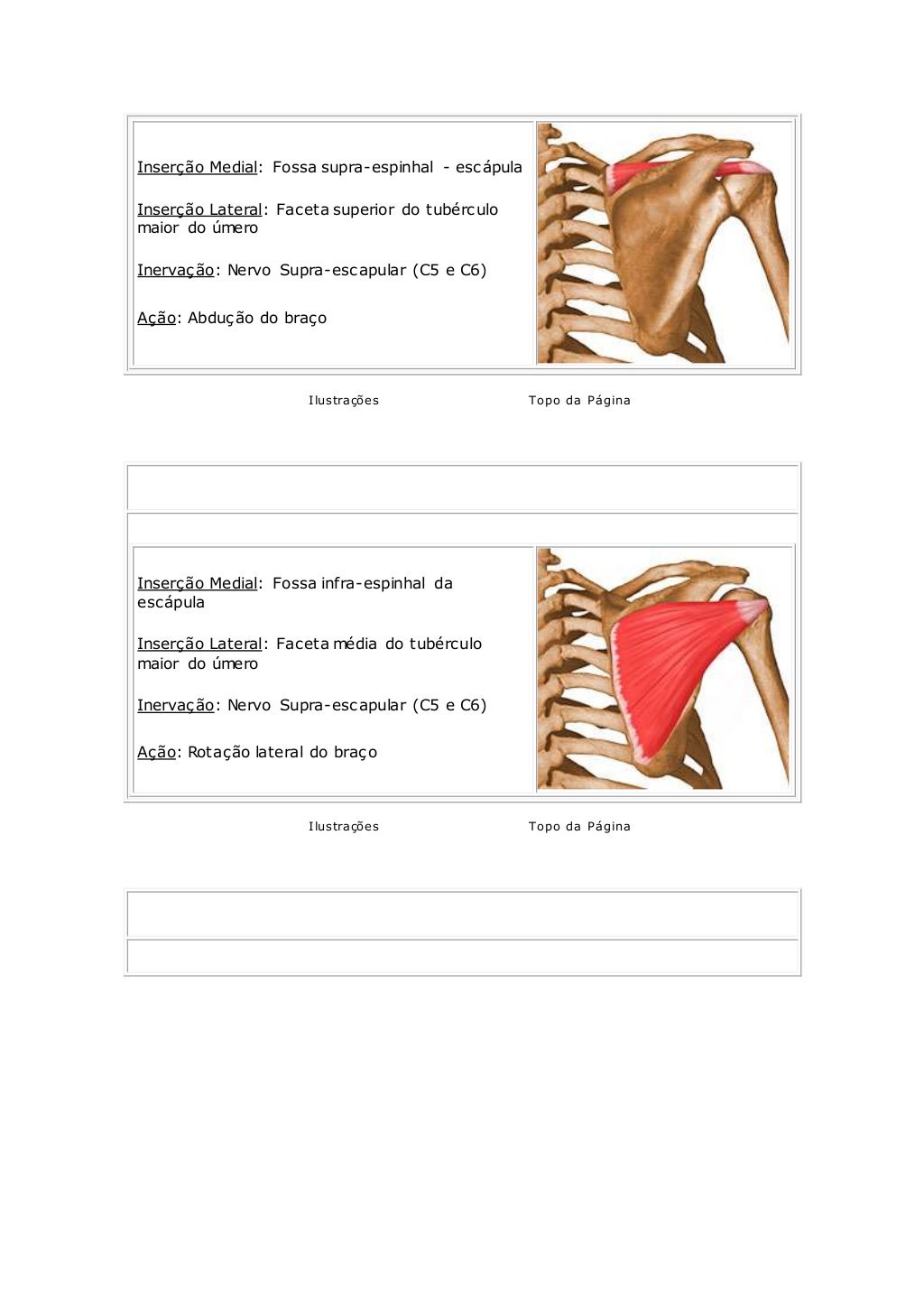 Musculos Do Ombro Origem Inserção E Ação