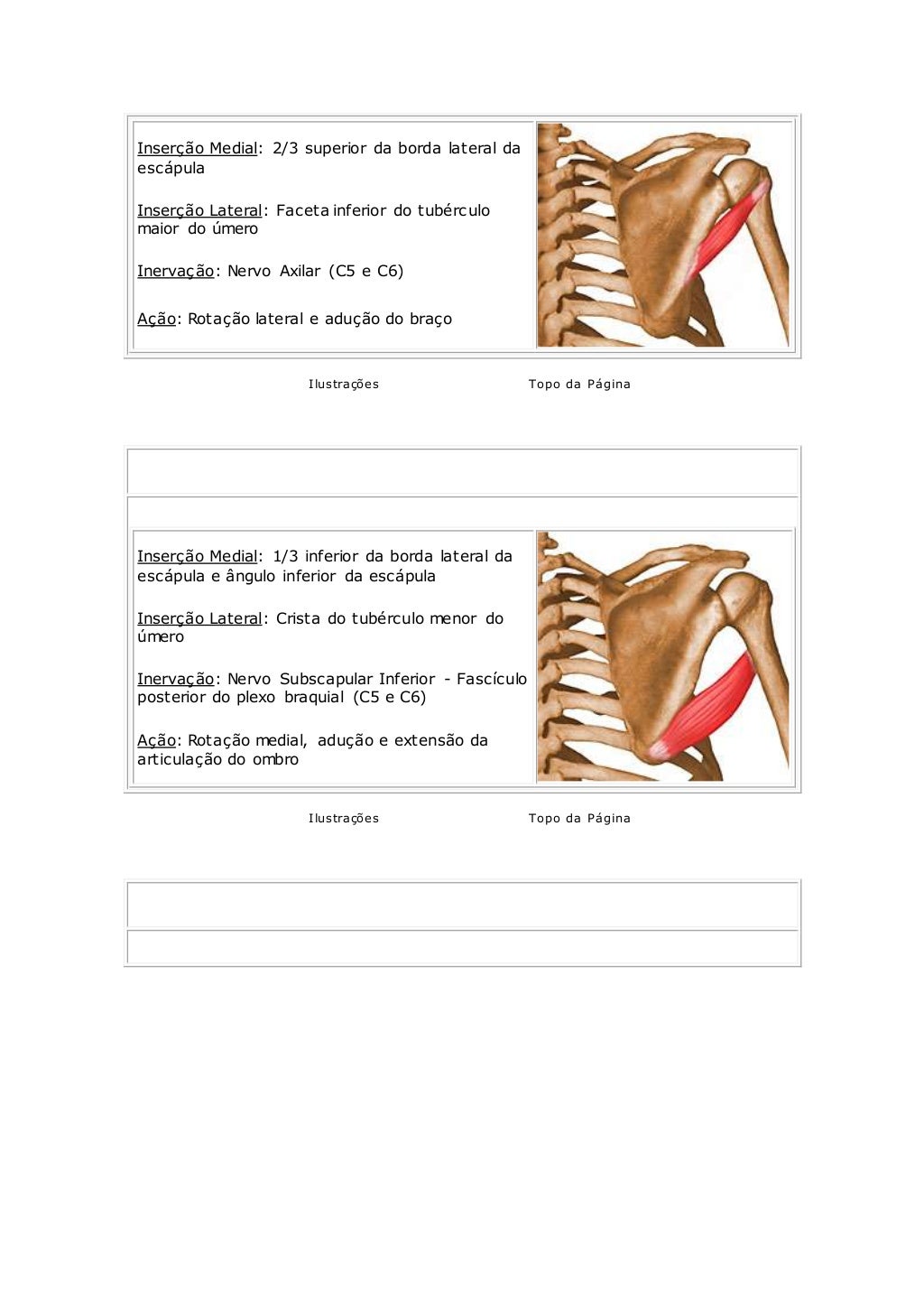 Musculos Do Ombro Origem Insercao E Acao