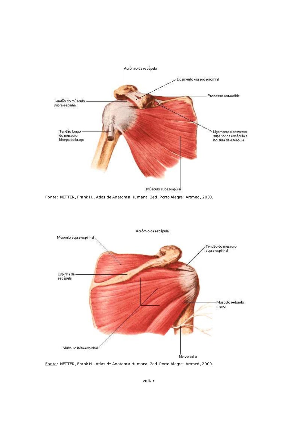 Musculos Do Ombro Origem Inserção E Ação