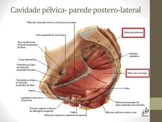 Cavidade pélvica- parede postero-lateral
 