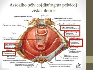 Assoalho pélvico(diafragma pélvico)
vista inferior
 